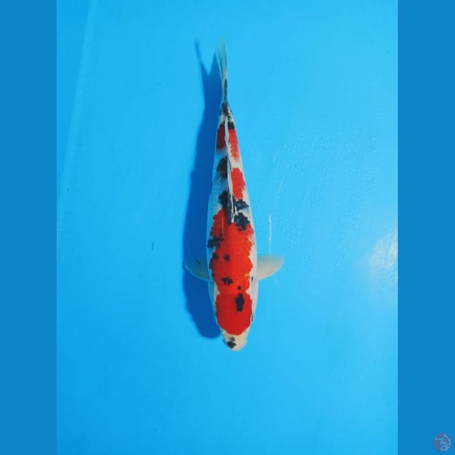 SANKE 27 CM ORIGINAL