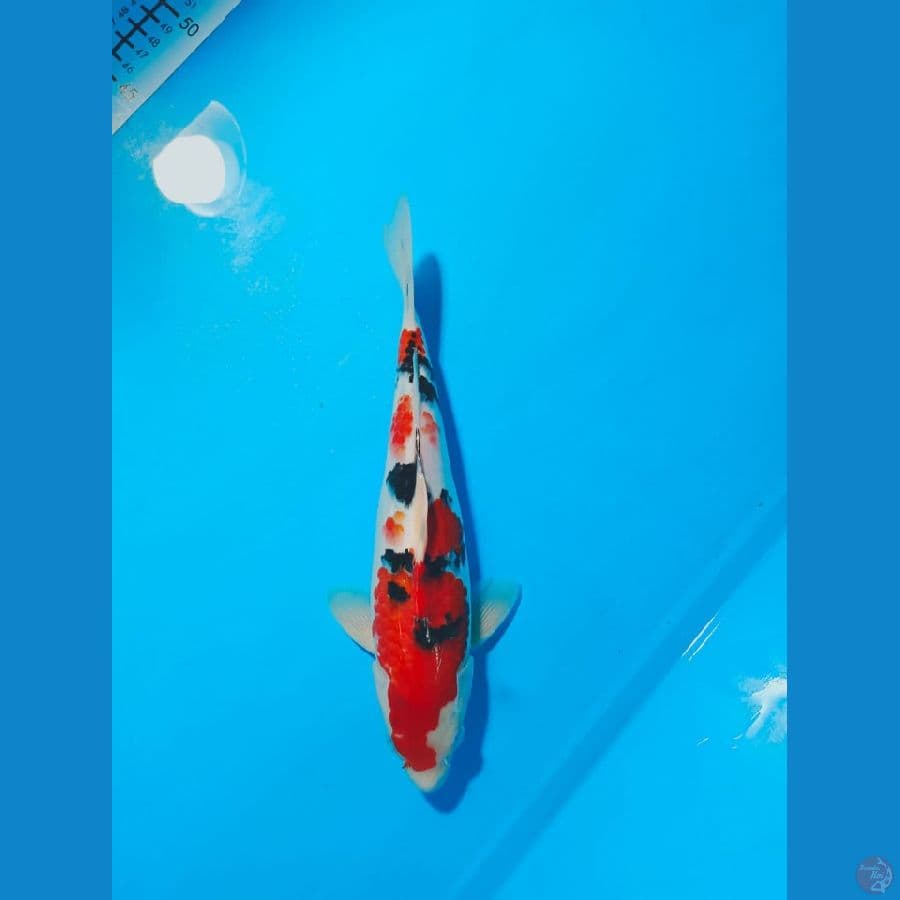 SANKE 30 CM