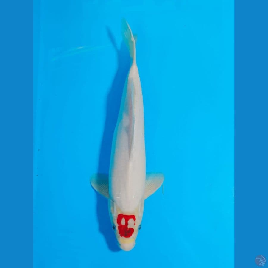 TANCO AI GOROMo 35 cm