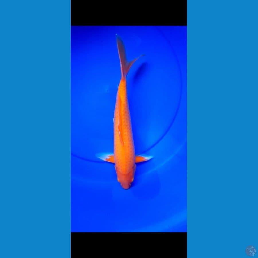 aka hajiro mata merah