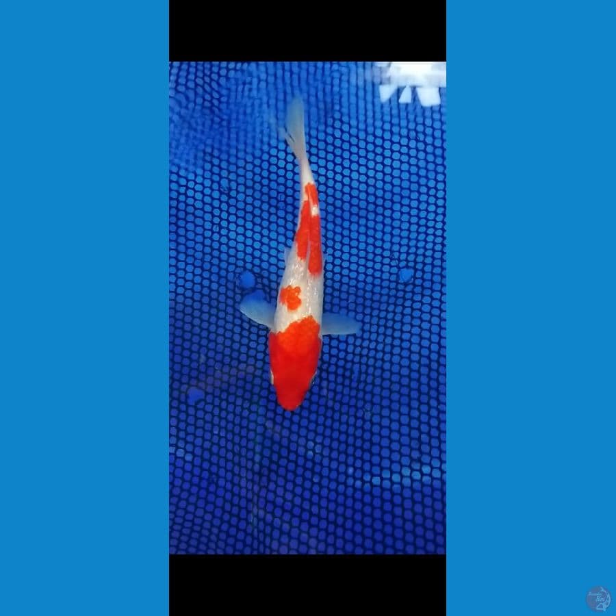 kohaku ginrin padat
