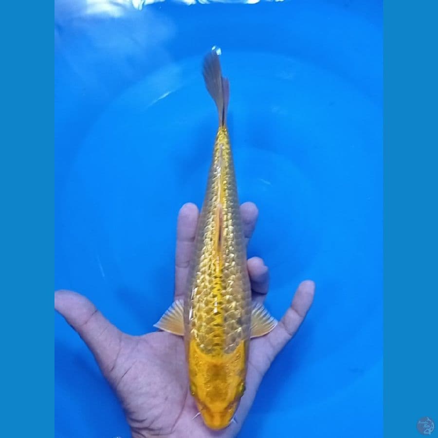 27 cm kin matsuba gindrin