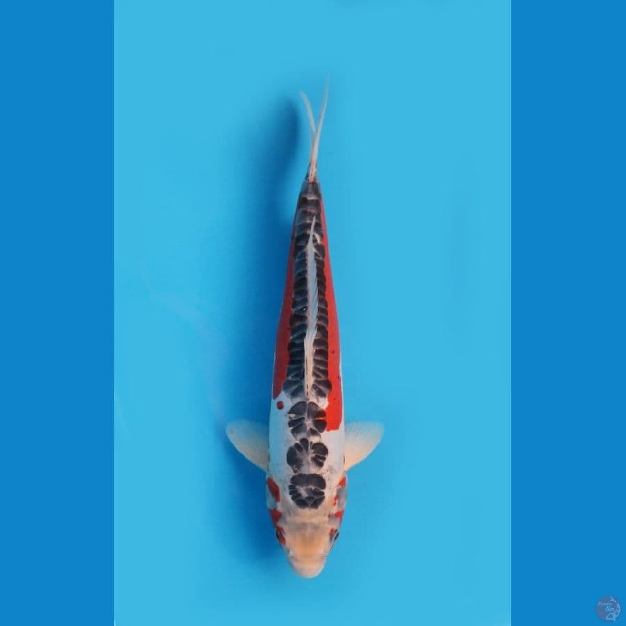 Shusui HQ 37cm