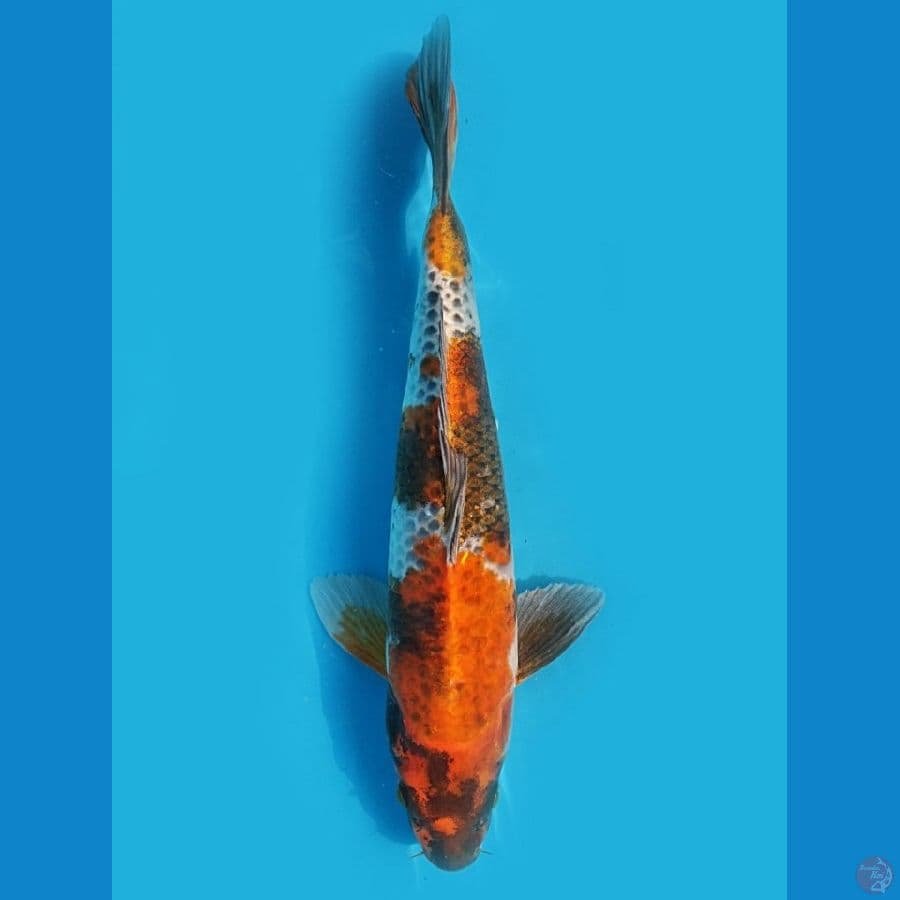 Kage Showa 36cm