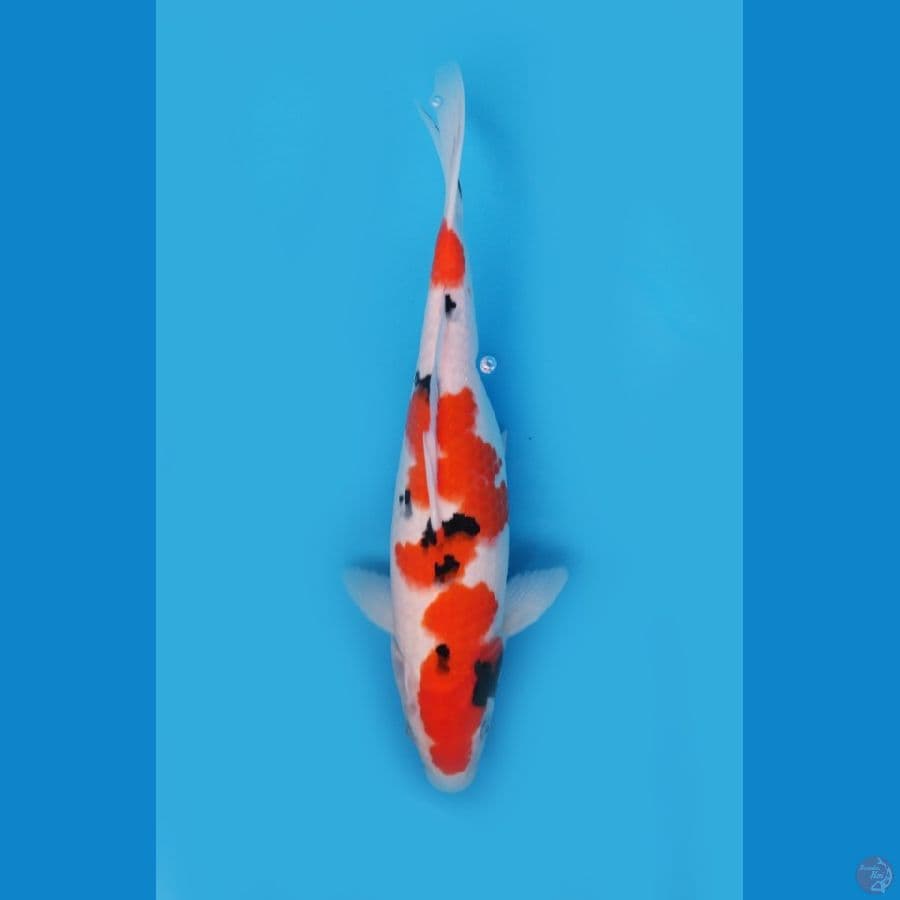 Sanke 33cm
