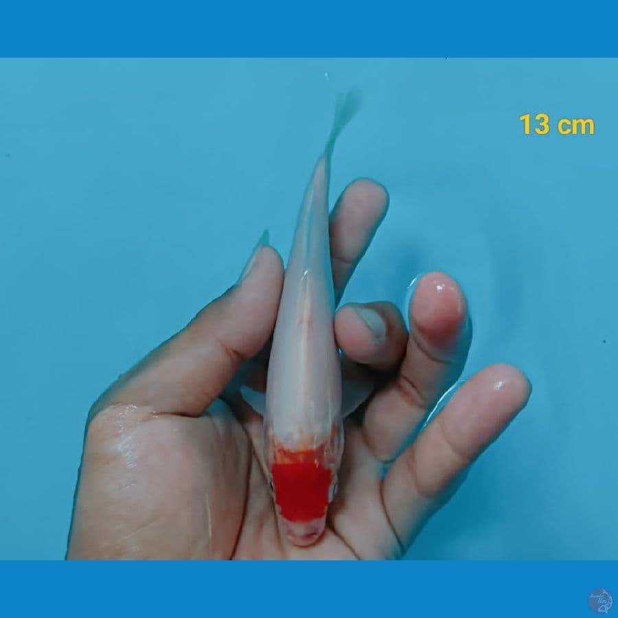 tancho 13cm