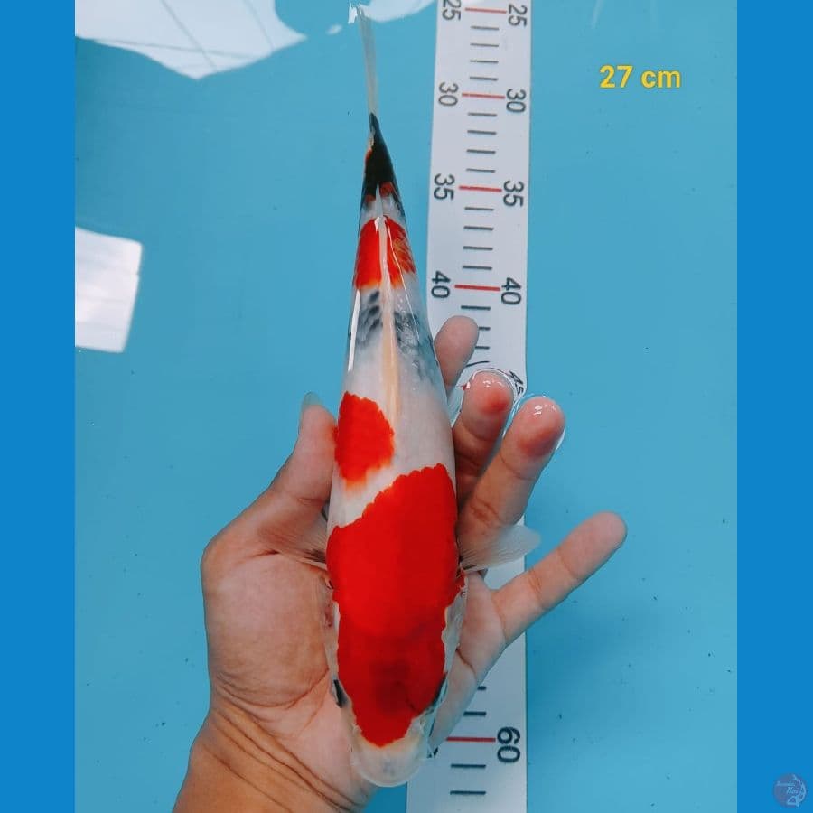 SHOWA 27CM™