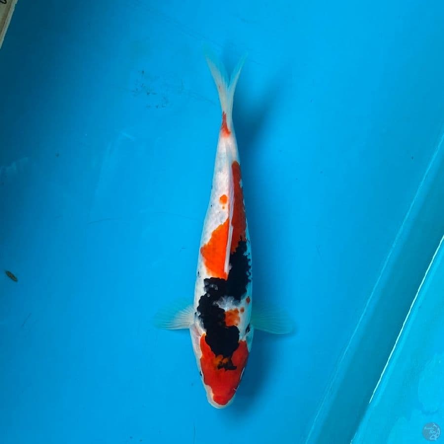 showa M29cm