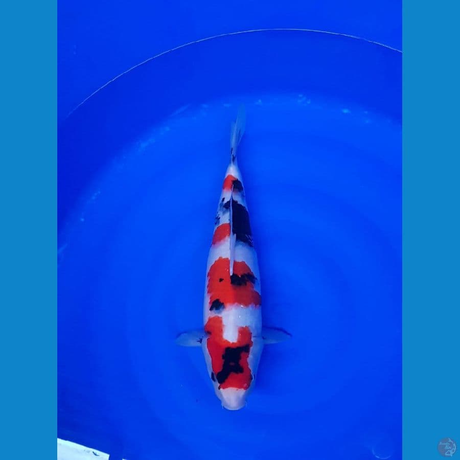 Showa 40cm original fimale HQ