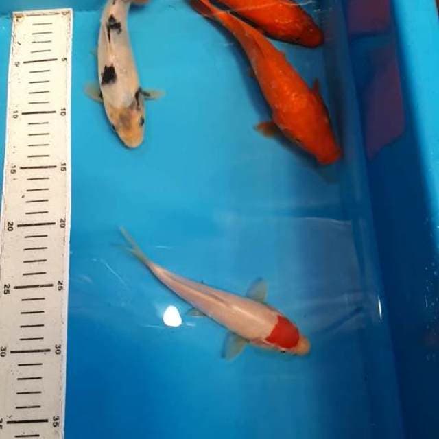 MIX KOI BENIGOI SHIRO&TANCHO