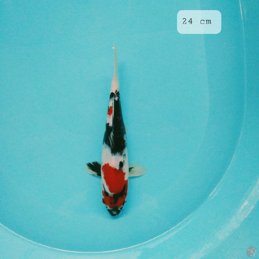 showa 24 cm