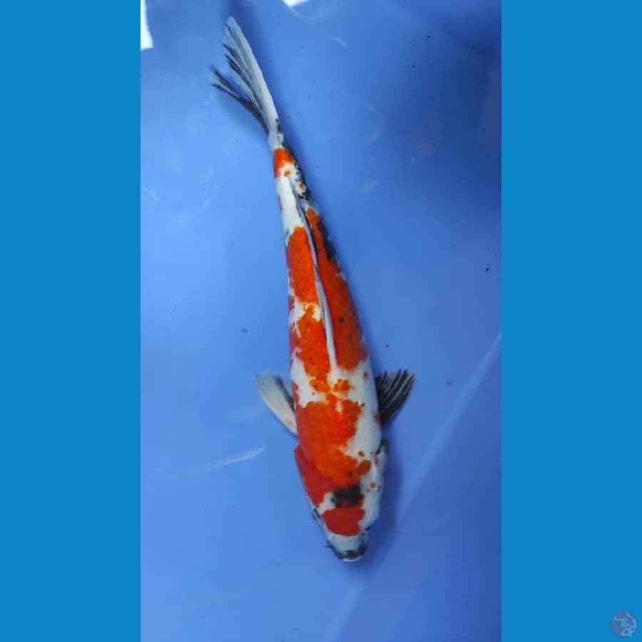 showa 33cm