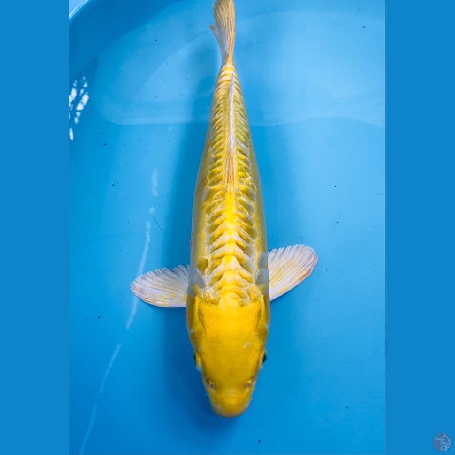 yamabuki aragoke 38cm