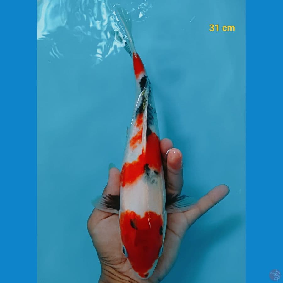 Showa 31 cm