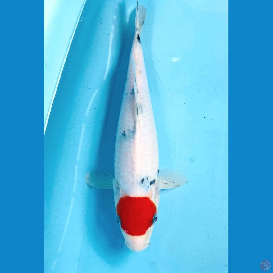 tancho sanke, 30cm