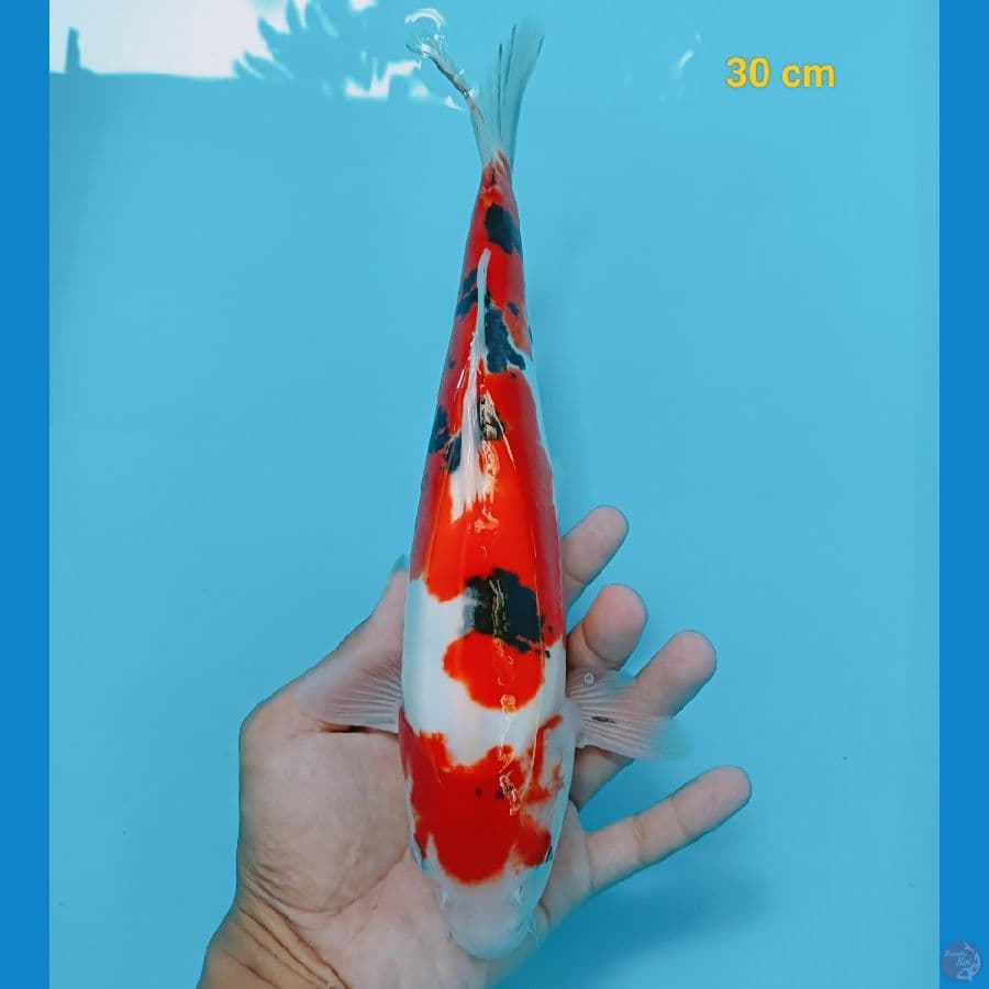 sanke doit 30 cm