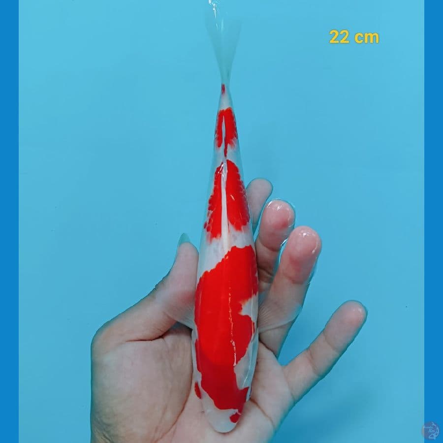 kohaku 22 cm