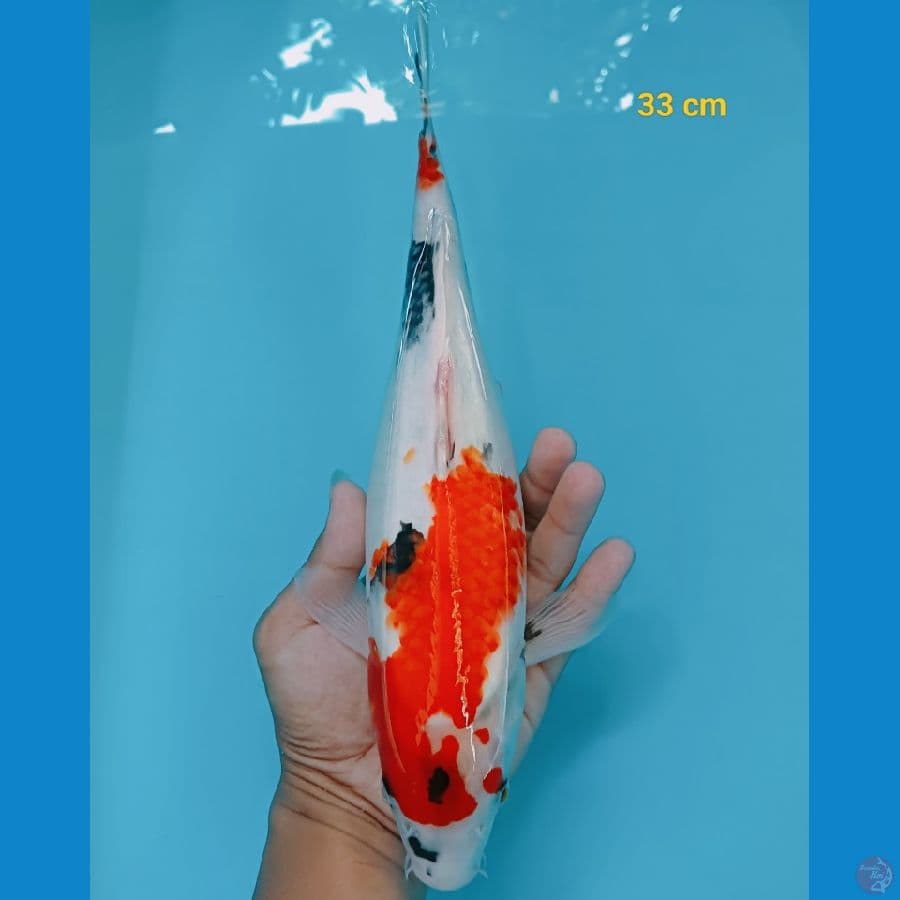 showa 33 cm