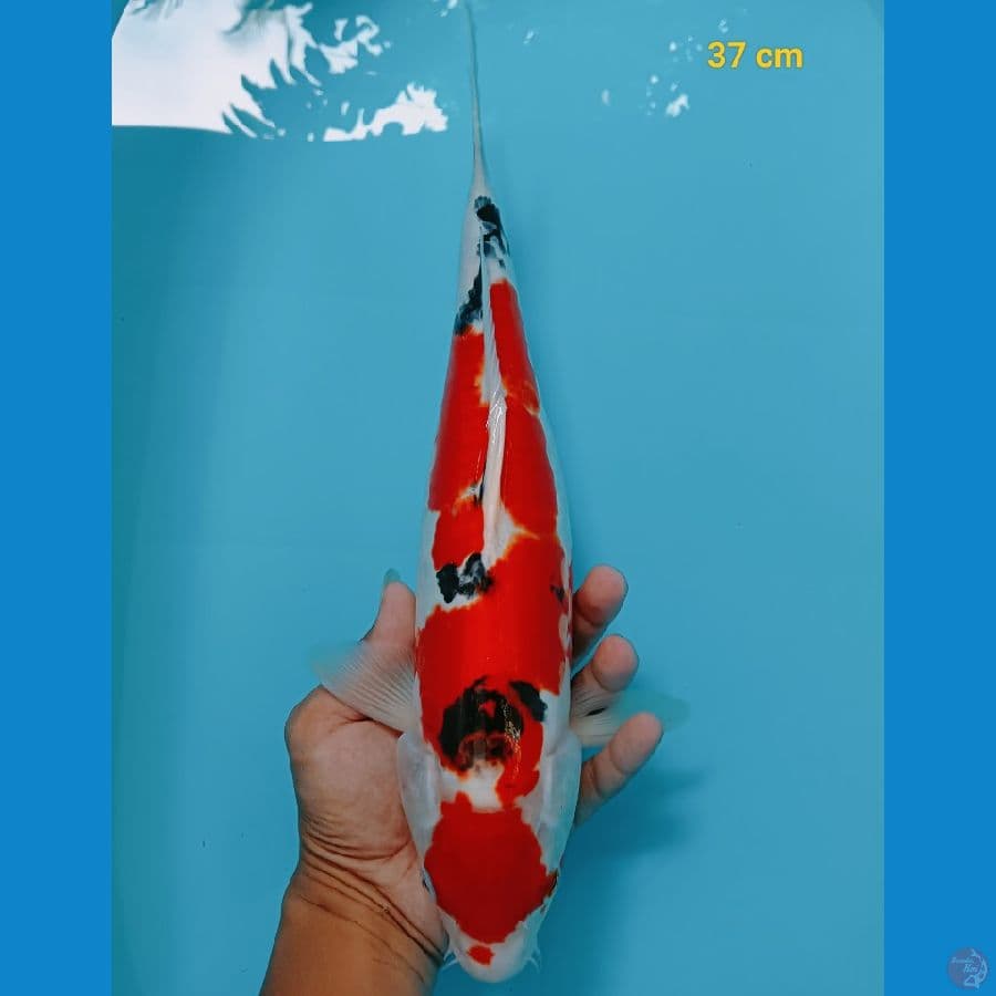 sanke doit 37 cm