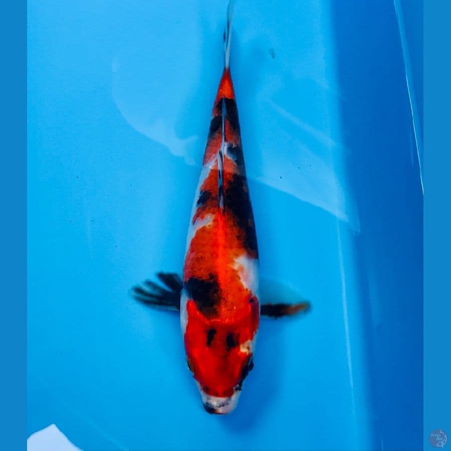 showa 20cm