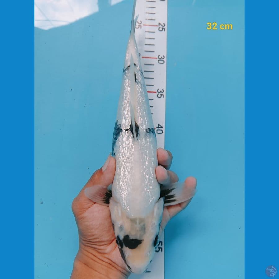 male 32 cm