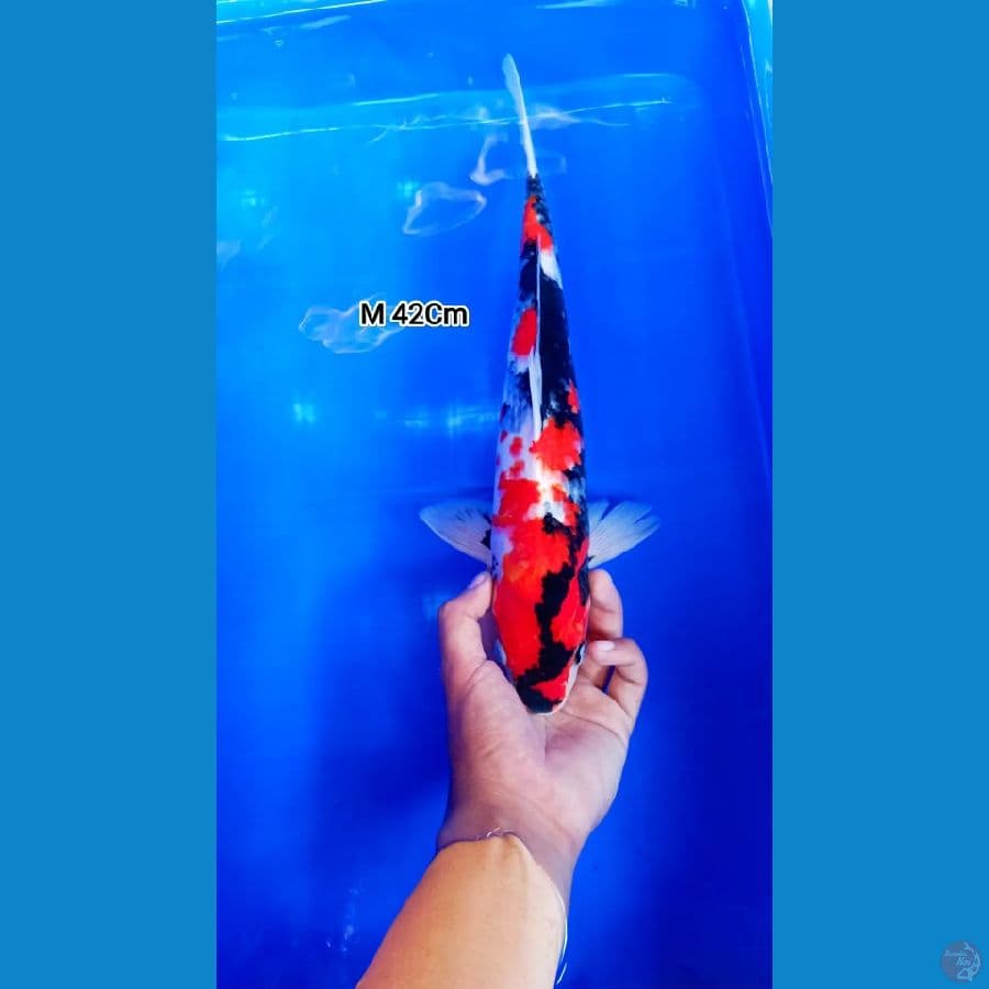 Male 42Cm