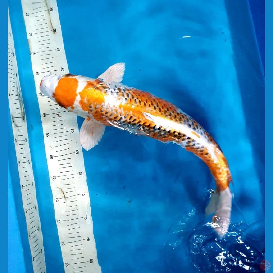 kuyjaku Female 55cm