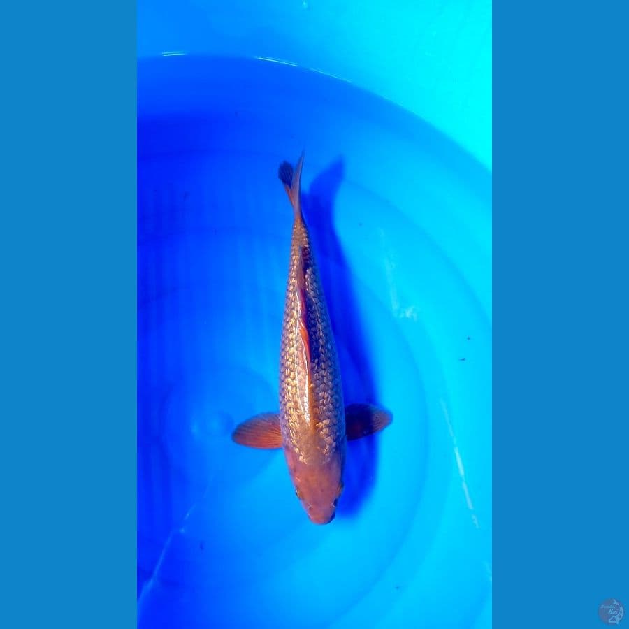 M 35Cm
