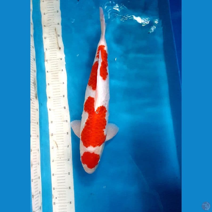 kohaku male 57cm
