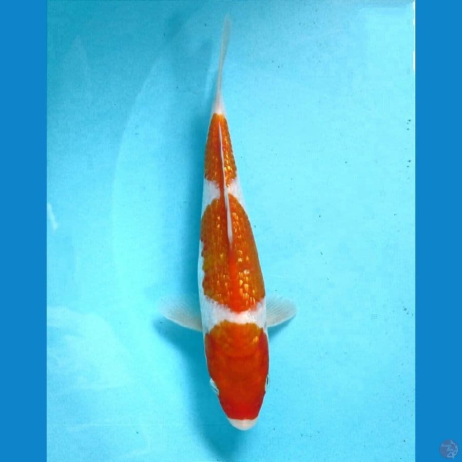 kohaku ginrin 20 cm