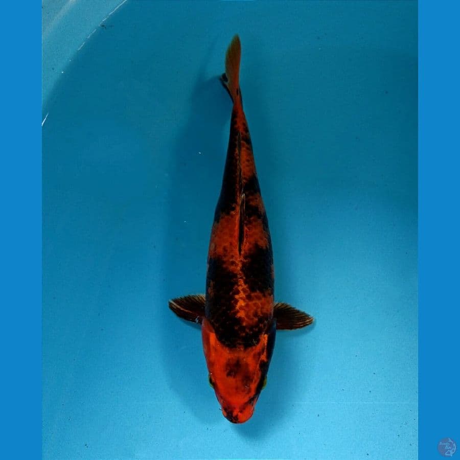 kin utsuri 26 cm