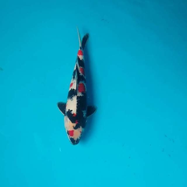 Kindai Showa 31 cm F1-SQ Happy New Year 2019