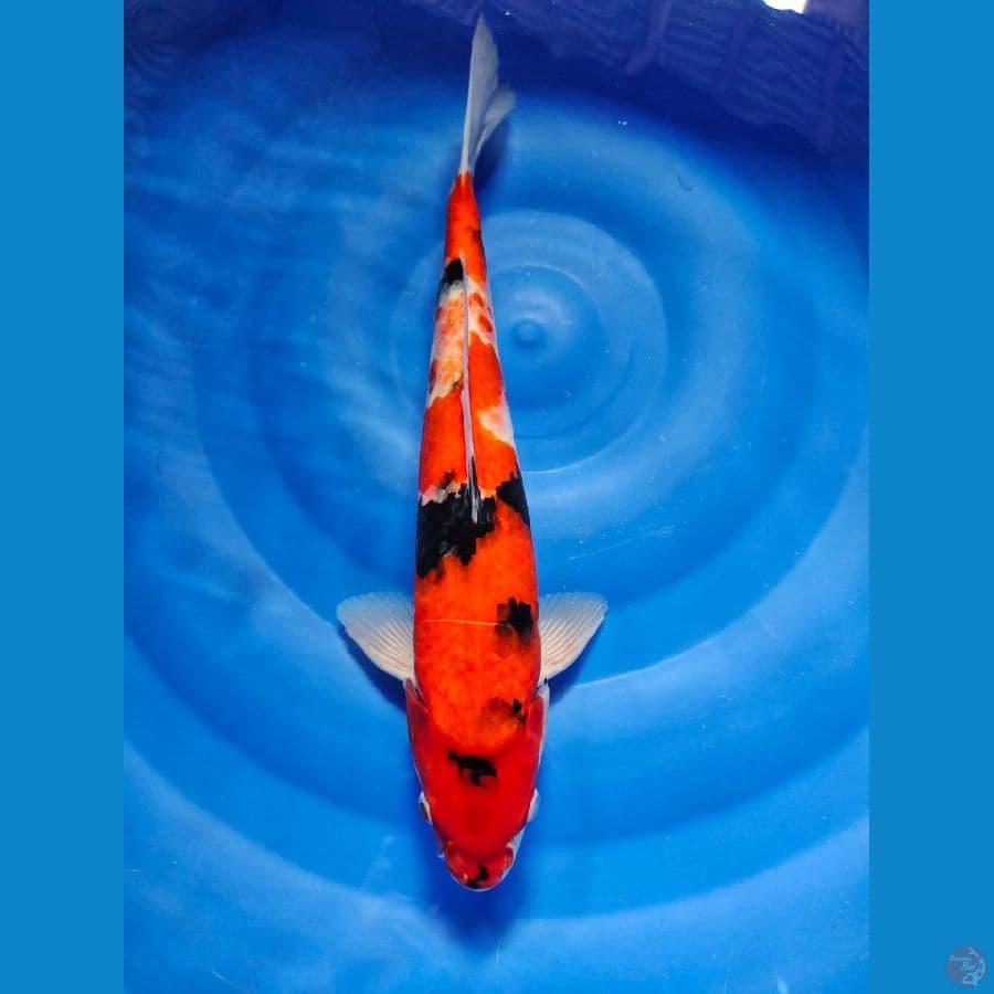 showa male 35cm