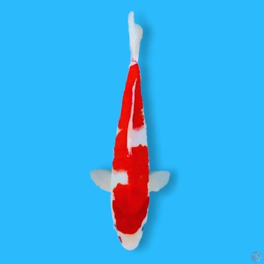 Nindan Kohaku 28 Male
