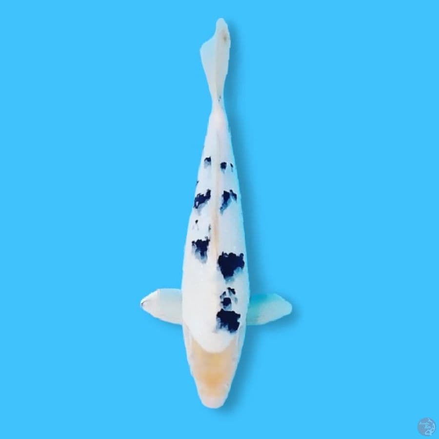 Shiro Bekko HQ 35 Male
