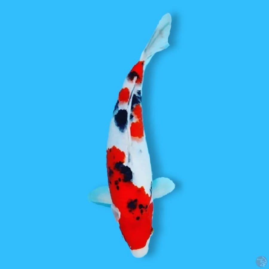 Sankis 30 Female