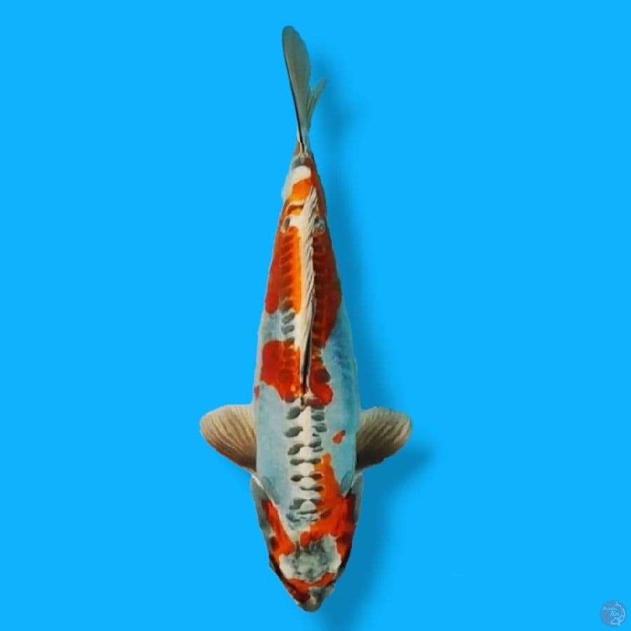 HQ Kikokuryu 35 Male