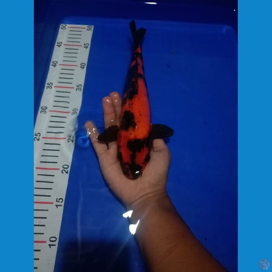Hiutsuri 30cm