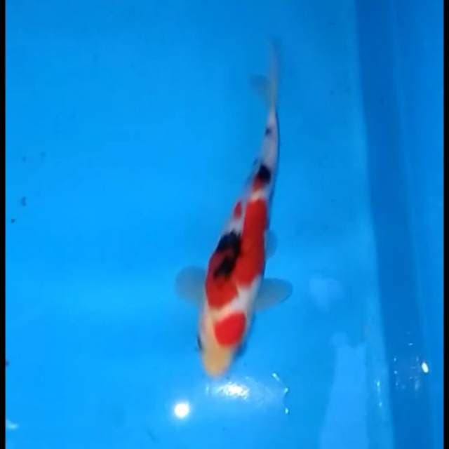 Maruten ori