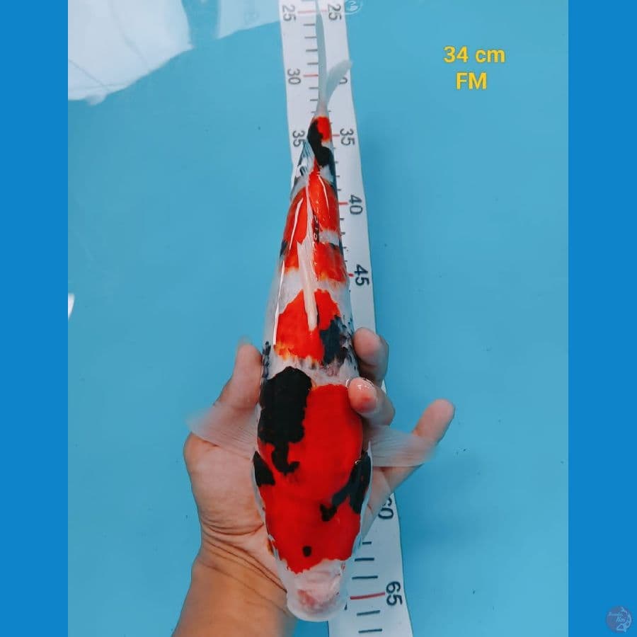 SHOWA 34 CM