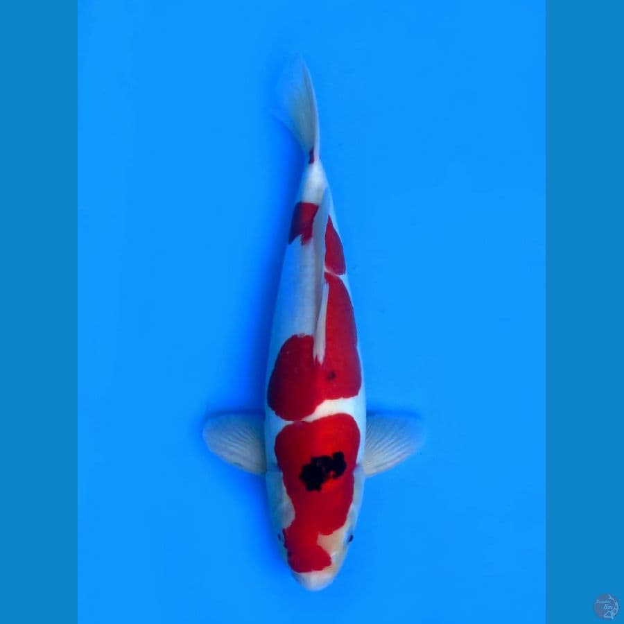 Doitsu murni 38cm