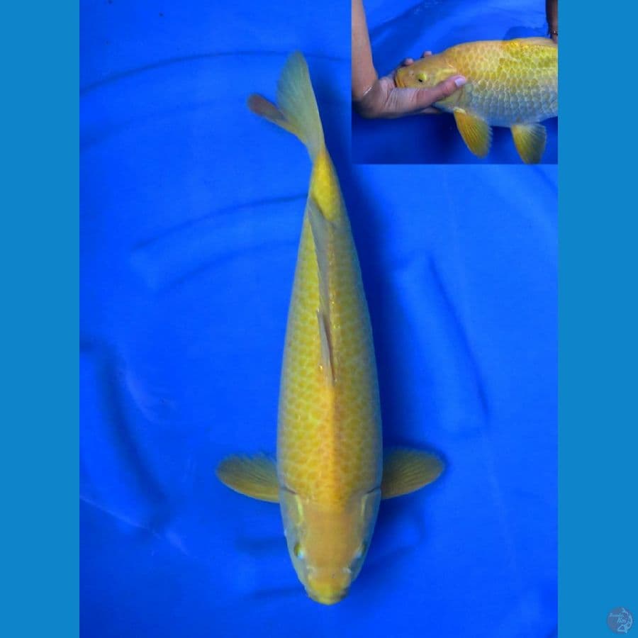Karasi male 43cm