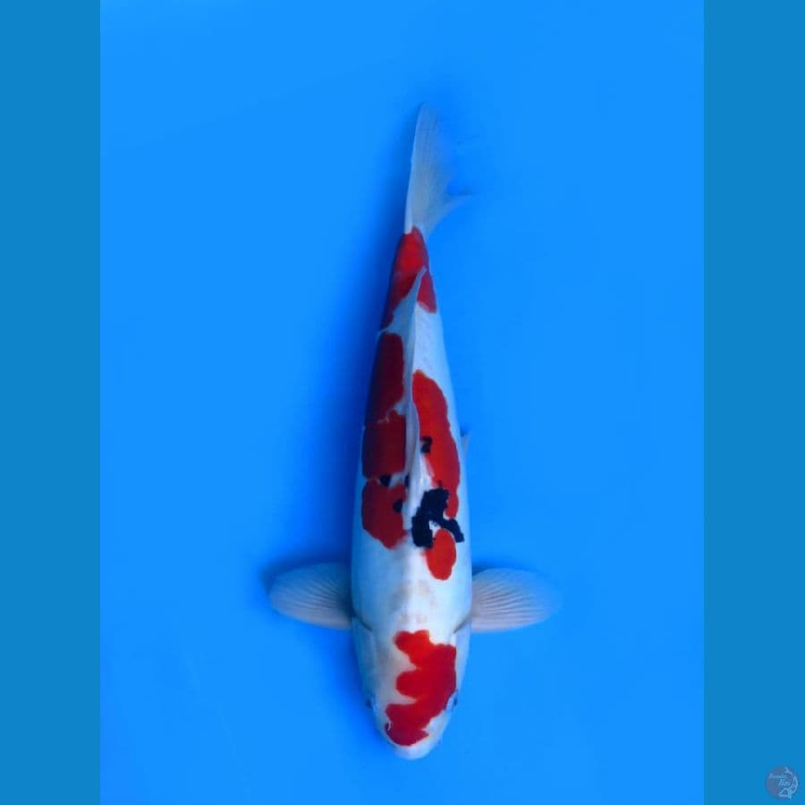 sanke doitsu murni 48cm