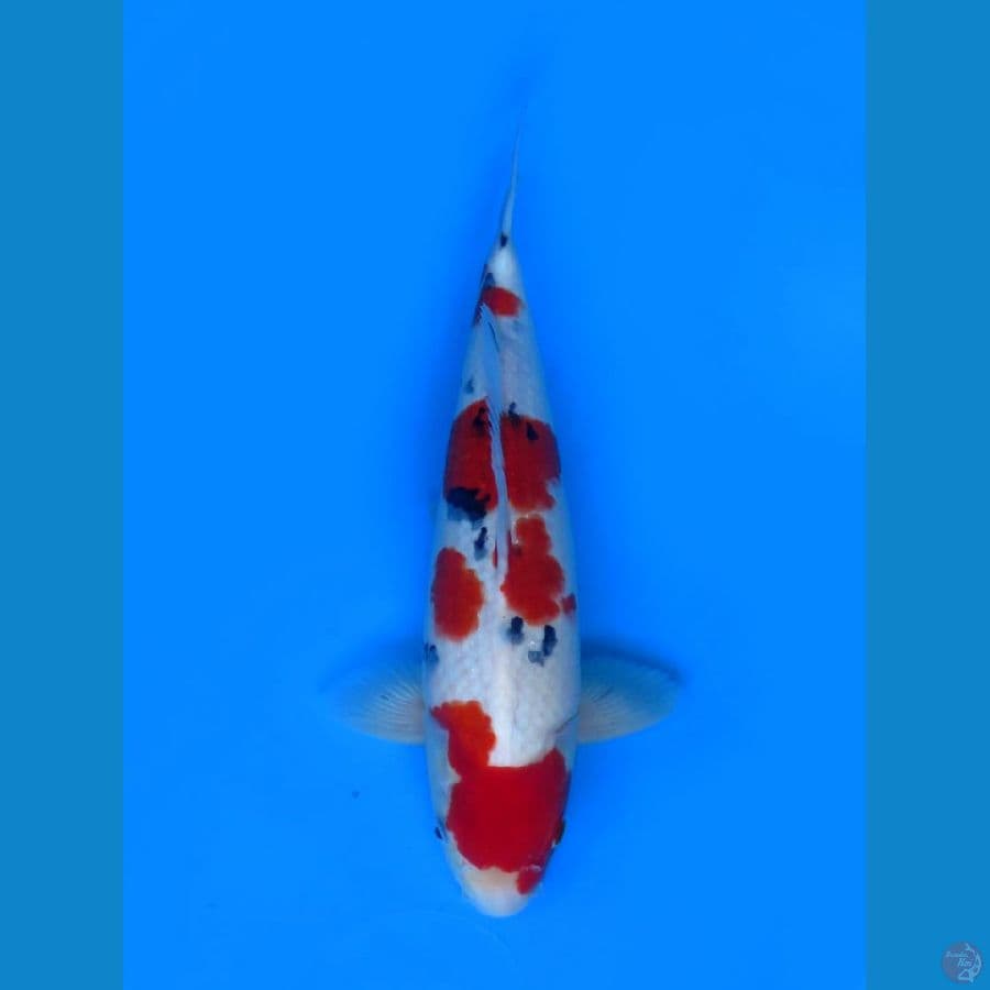 sanke male F1 38cm