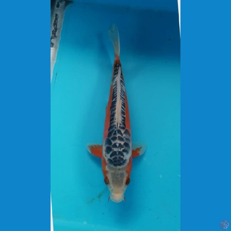 shusui