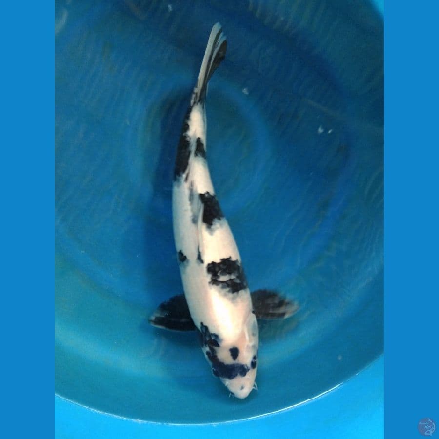 siro 45cm jantan