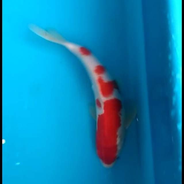 red Kohaku