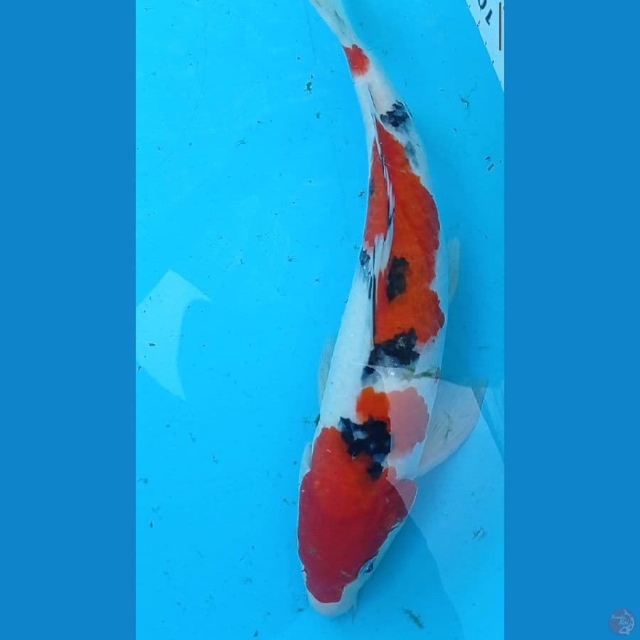 Sanke strong male