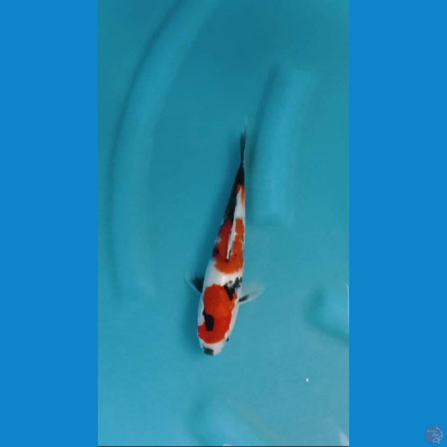 showa