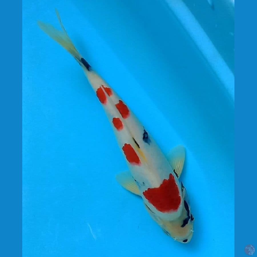 showa tategoi